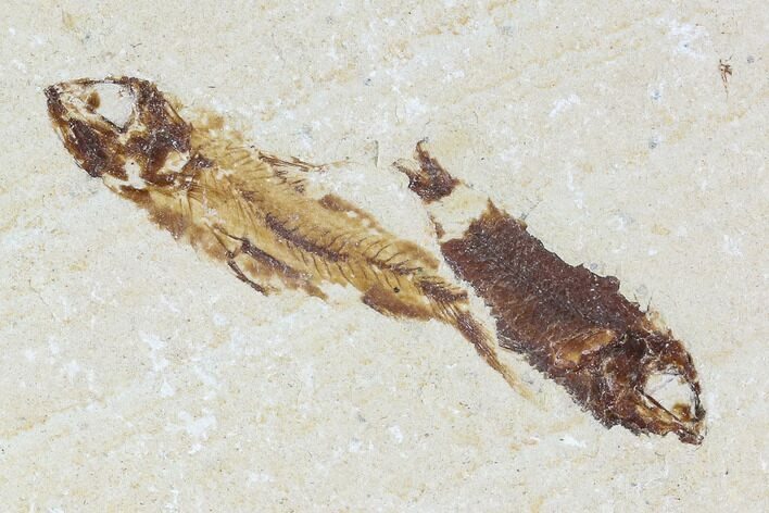 Two Cretaceous Fossil Fish (Armigatus) - Lebanon #110842